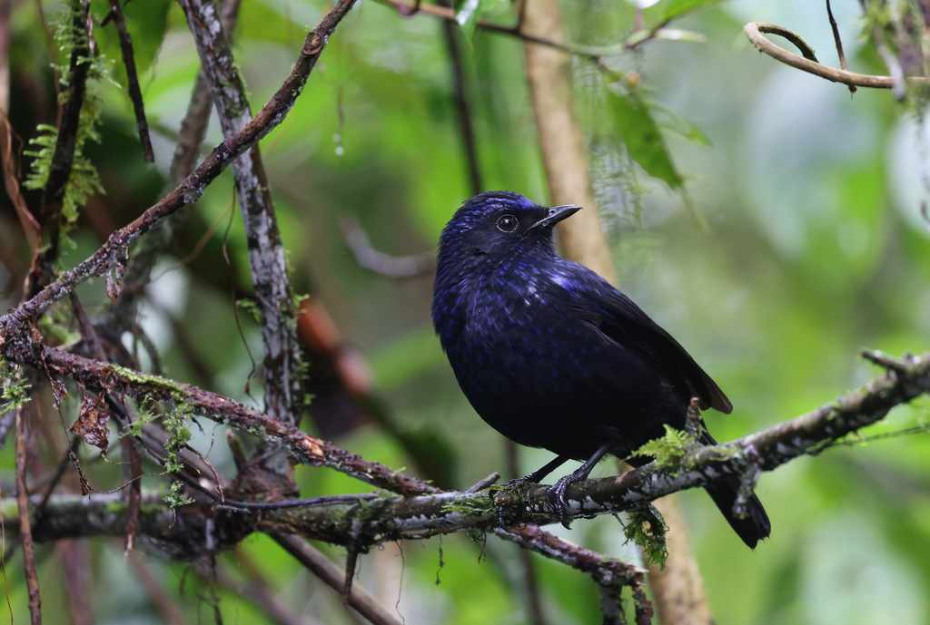 Shiny Whistling-Thrush (Myophonus melanurus)