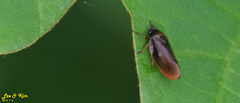 Eoscarta assimilis