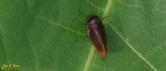 Eoscarta assimilis