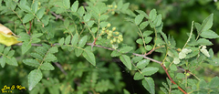 Zanthoxylum schinifolium