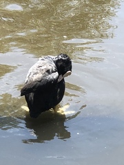 Fulica atra