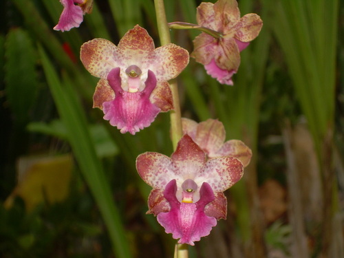 Cyrtopodium brandonianum