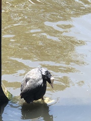 Fulica atra