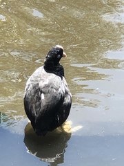 Fulica atra