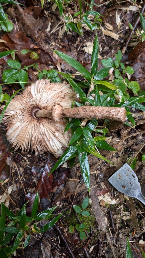 Macrolepiota procera · October 2024 · photo: © atsushi_nakajima_cirque (iNaturalist, cc-by)