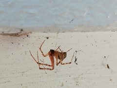 Cryptachaea blattea