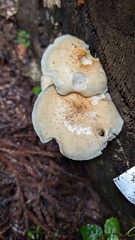 マツオウジ