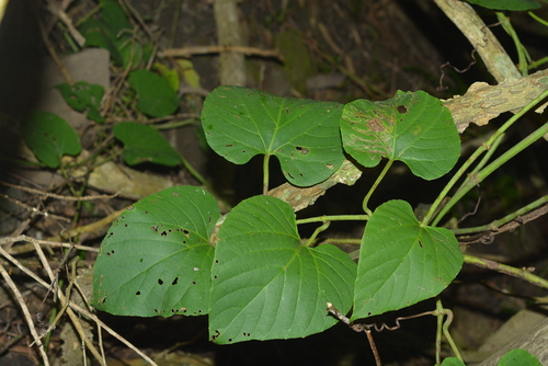 Cissus adnata observed 2024-09-26