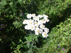 Achillea impatiens