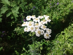 Achillea impatiens