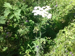 Achillea impatiens