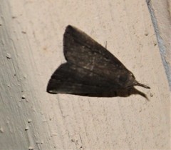 Macrochilo orciferalis