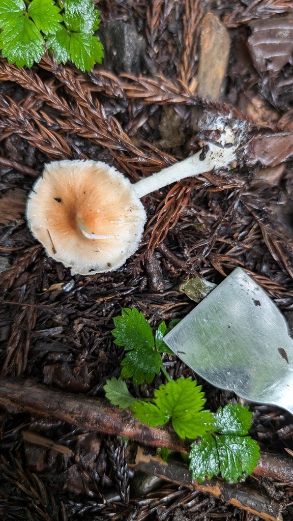Leucoagaricus rubrotinctus · October 2024 · photo: © atsushi_nakajima_cirque (iNaturalist, cc-by)