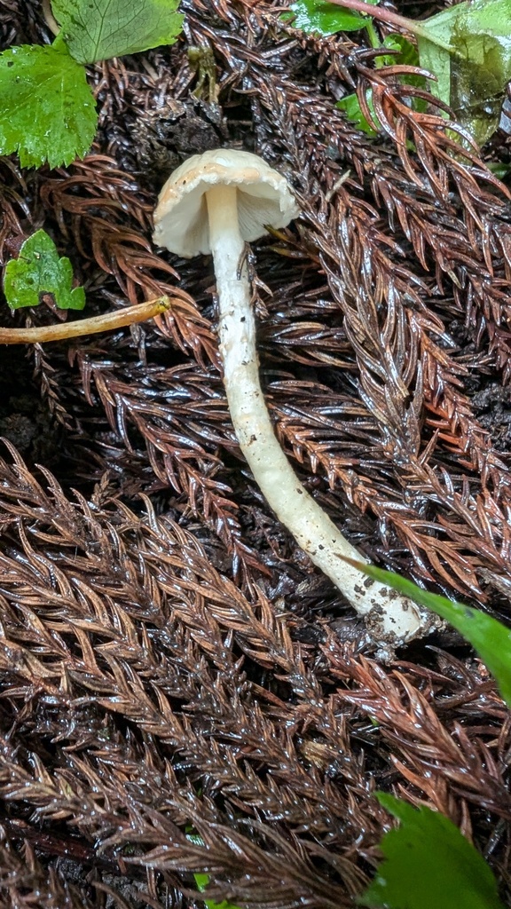 Zhuliangomyces illinitus · October 2024 · photo: © atsushi_nakajima_cirque (iNaturalist, cc-by)