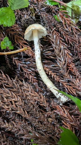Zhuliangomyces illinitus