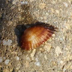 Barbatia barbata