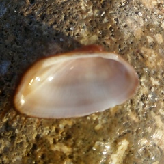 Barbatia barbata