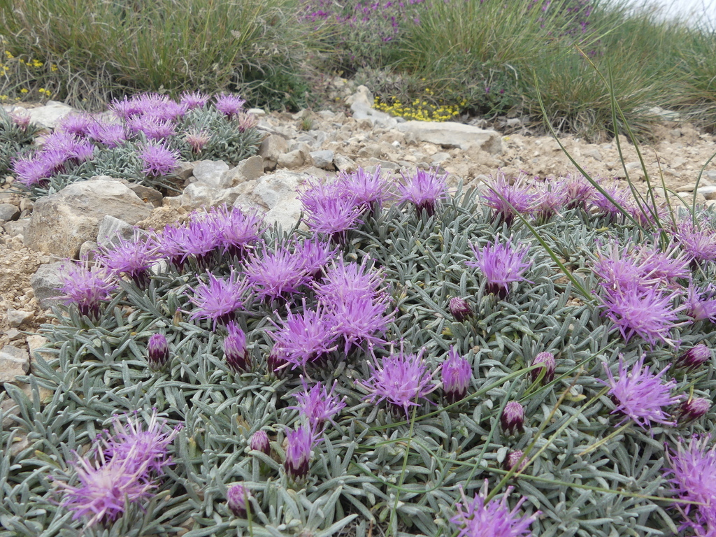 Jurinea frigida