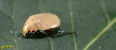 Callistethus plagiicollis