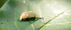 Callistethus plagiicollis