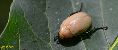 Callistethus plagiicollis