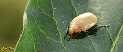 Callistethus plagiicollis