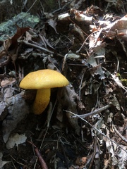 Retiboletus