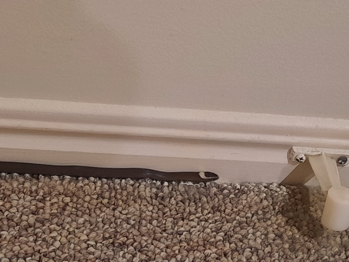 White-crowned Snake sighting