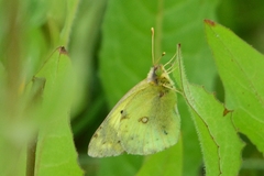 Colias hyale