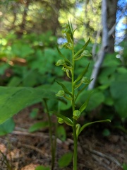 Dactylorhiza viridis virescens