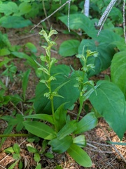 Dactylorhiza viridis virescens