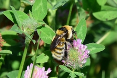 Bombus distinguendus