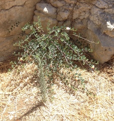 Capparis zoharyi