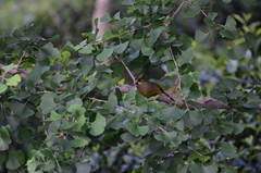 Liocichla steerii