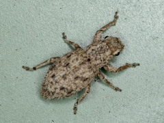 Floresianus sordidus