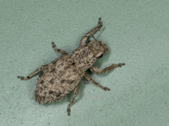 Floresianus sordidus