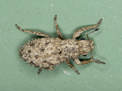 Floresianus sordidus