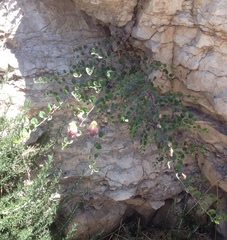 Capparis zoharyi