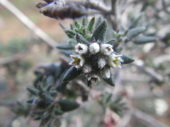 Phylica callosa