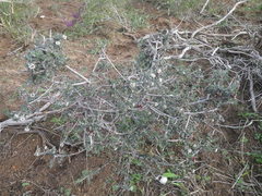 Phylica callosa