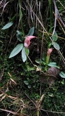 Pterostylis papuana