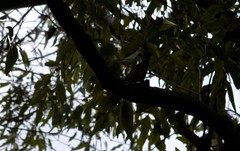 Falcunculus frontatus