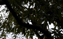 Falcunculus frontatus