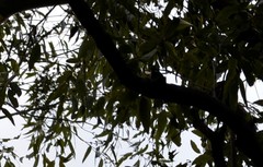 Falcunculus frontatus