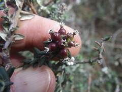 Phylica callosa