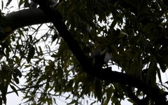 Falcunculus frontatus