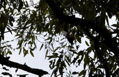 Falcunculus frontatus