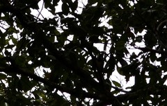 Falcunculus frontatus