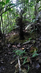 Amblyornis macgregoriae