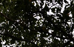 Falcunculus frontatus